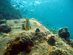 Using Canon Digital IXUS s65
- Underwater mode
Retouch ... by Nazir Amin 